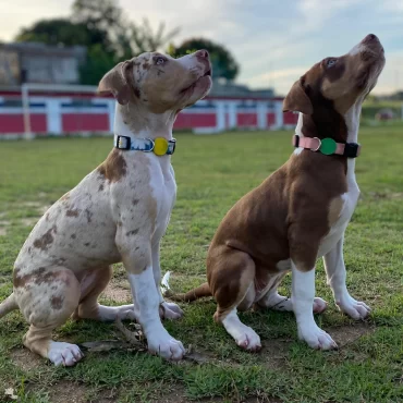 Socialização PIT MONSTER